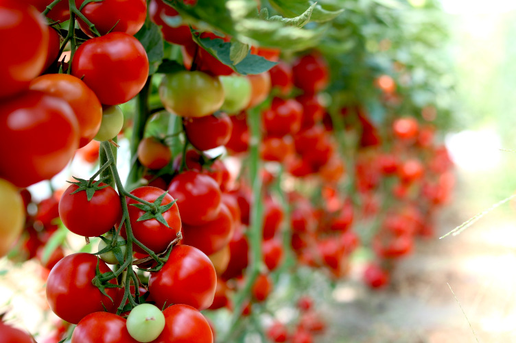 Pomidory to skarbnica witamin i minerałów