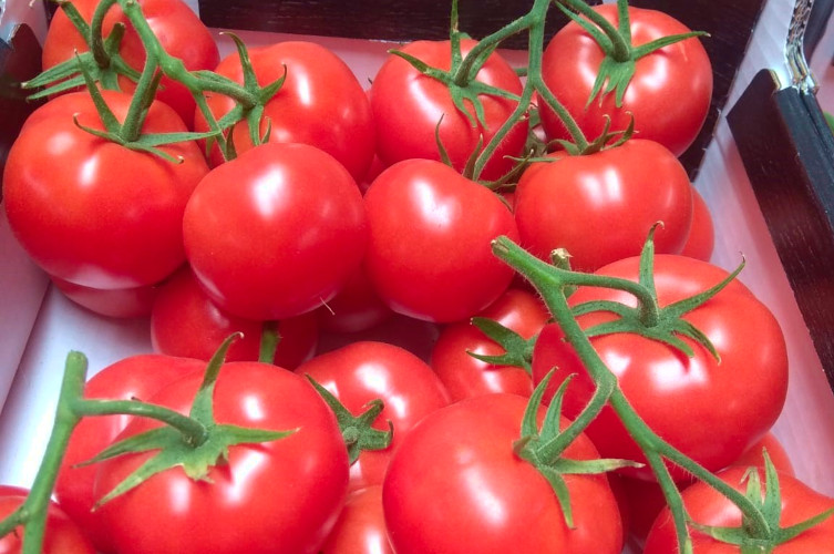 Tomato season is in full swing!