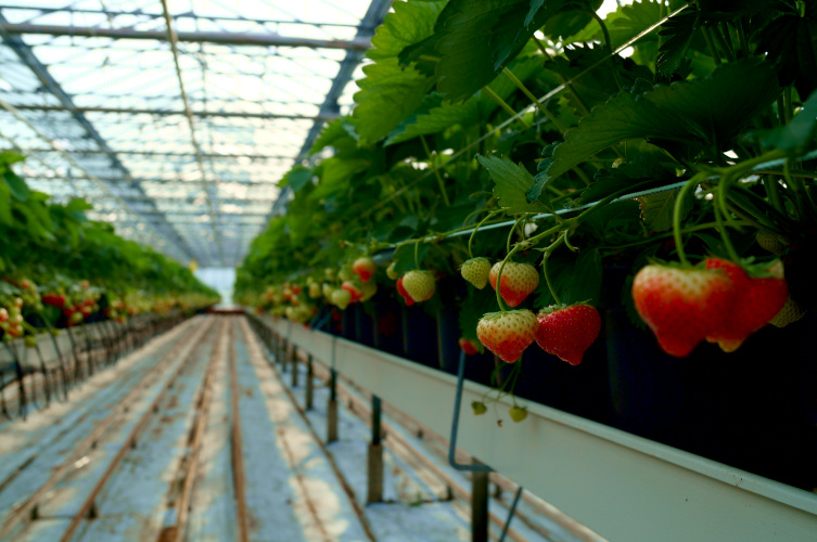 Our greenhouse strawberries are already growing.