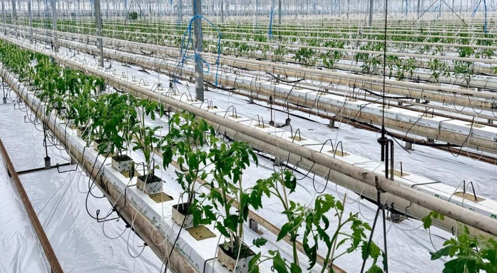 Wiosna zaczyna się w szklarni!