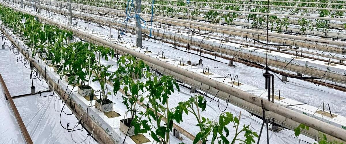 Wiosna zaczyna się w szklarni!