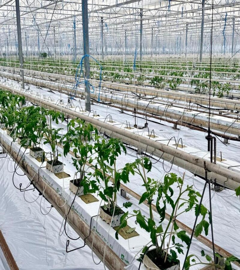 Wiosna zaczyna się w szklarni!