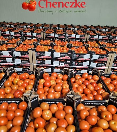 Sezon pomidorowy w pełni!🍅